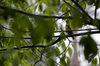 Narcissus Flycatcher 長野県　大芝公園 Sun, 5/17/2020