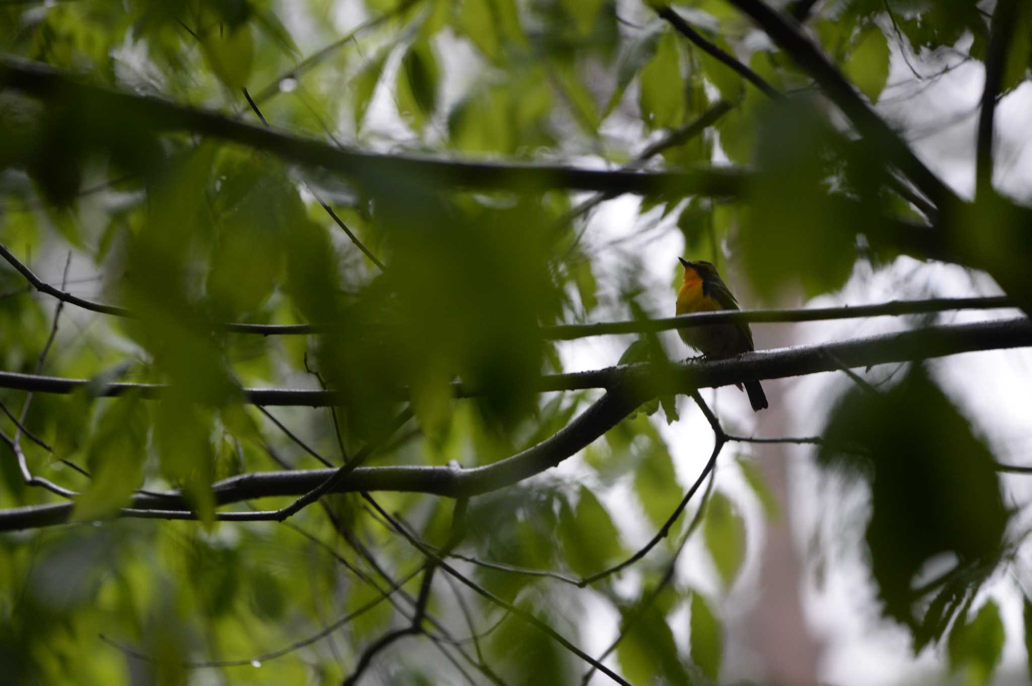 Photo of Narcissus Flycatcher at 長野県　大芝公園 by zuboran