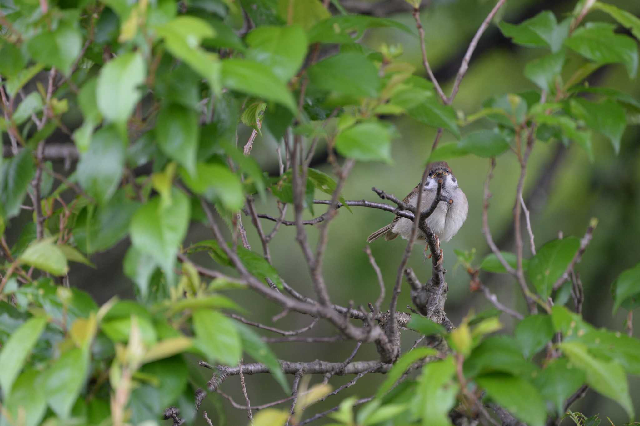 Photo of Eurasian Tree Sparrow at 長野県 by zuboran