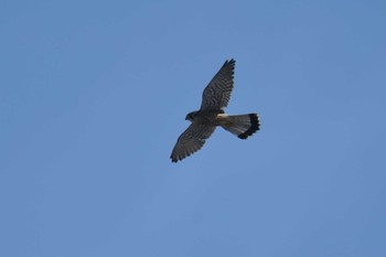 2020年5月17日(日) 野川の野鳥観察記録