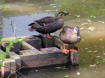 Eastern Spot-billed Duck 生田緑地 Sun, 5/10/2020