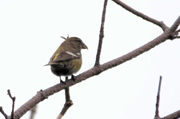 Two-barred Crossbill Unknown Spots Fri, 5/23/2014