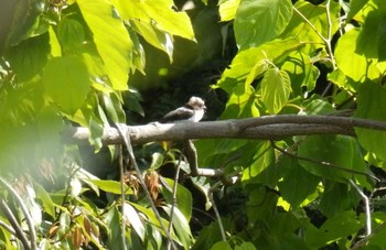 Long-tailed Tit 生田緑地 Sun, 5/10/2020