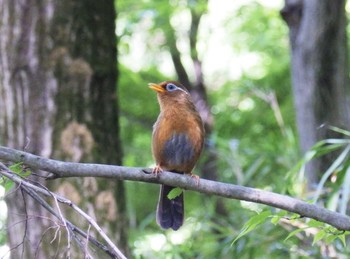 ガビチョウ 生田緑地 撮影日未設定