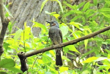 Brown-eared Bulbul 生田緑地 Sun, 5/3/2020