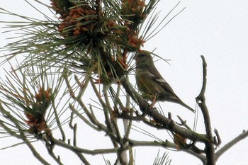 Two-barred Crossbill Unknown Spots Fri, 5/23/2014