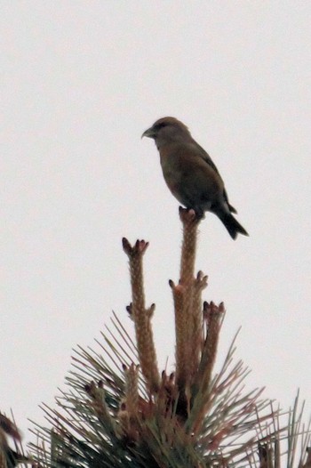 Two-barred Crossbill Unknown Spots Fri, 5/23/2014