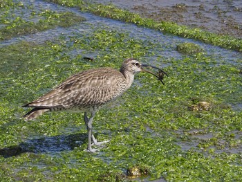 Eurasian Whimbrel 浦安（三番瀬）,千葉県 Sun, 5/17/2020