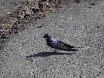 Barn Swallow 浦安（三番瀬）,千葉県 Sun, 5/17/2020