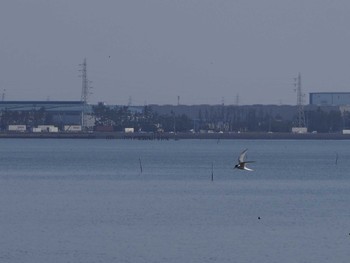 コアジサシ 浦安（三番瀬）,千葉県 2020年5月17日(日)