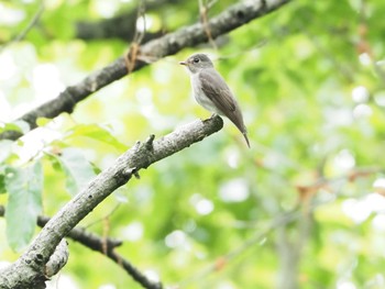 コサメビタキ 稲美野水辺の里公園 2020年5月17日(日)