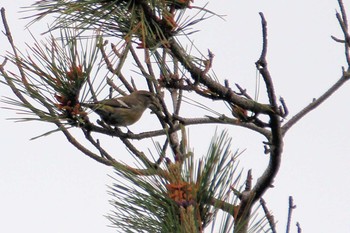 Two-barred Crossbill Unknown Spots Fri, 5/23/2014