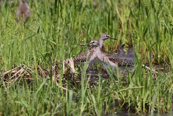 Wood Sandpiper Unknown Spots Mon, 4/25/2011