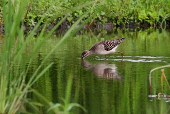 タカブシギ 場所が不明 2011年8月23日(火)