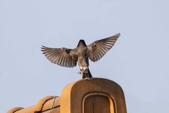 White-cheeked Starling 京都市西京区 Wed, 5/13/2020