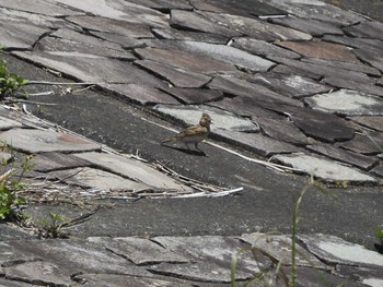 Eurasian Skylark 東京都多摩地域 Sun, 5/17/2020