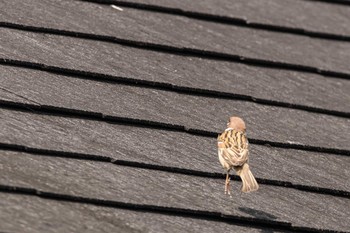 Eurasian Tree Sparrow 京都市西京区 Fri, 5/1/2020