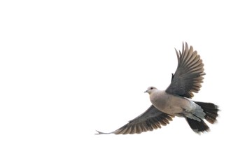 Oriental Turtle Dove 京都市西京区 Sun, 5/10/2020