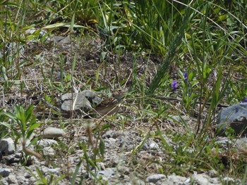 Eurasian Skylark 東京都多摩地域 Sun, 5/17/2020