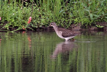 タカブシギ 場所が不明 2011年8月23日(火)