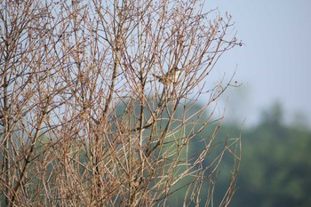 2020年5月17日(日) 多摩川二ヶ領宿河原堰の野鳥観察記録