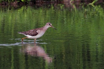 タカブシギ 場所が不明 2011年8月23日(火)