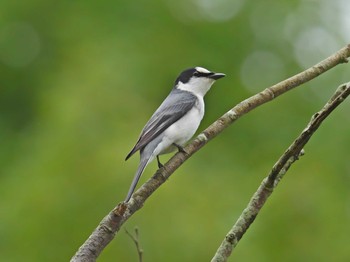 2020年5月17日(日) 兵庫県明石市の野鳥観察記録