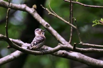 Japanese Pygmy Woodpecker 新潟市 Sun, 5/17/2020