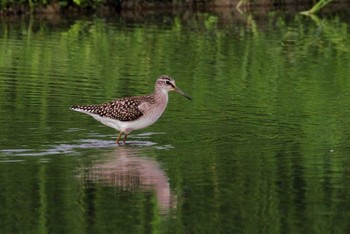 タカブシギ 場所が不明 2011年8月23日(火)