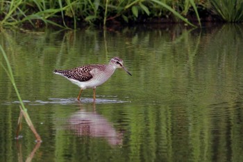 Wood Sandpiper Unknown Spots Tue, 8/23/2011