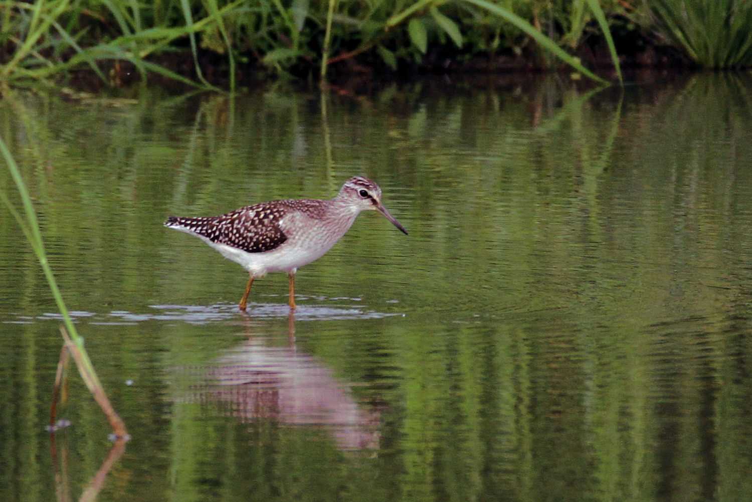 Photo of Wood Sandpiper at  by アカウント227