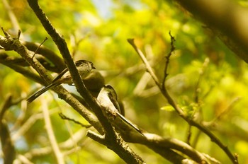 Long-tailed Tit 東京都 Sat, 5/2/2020