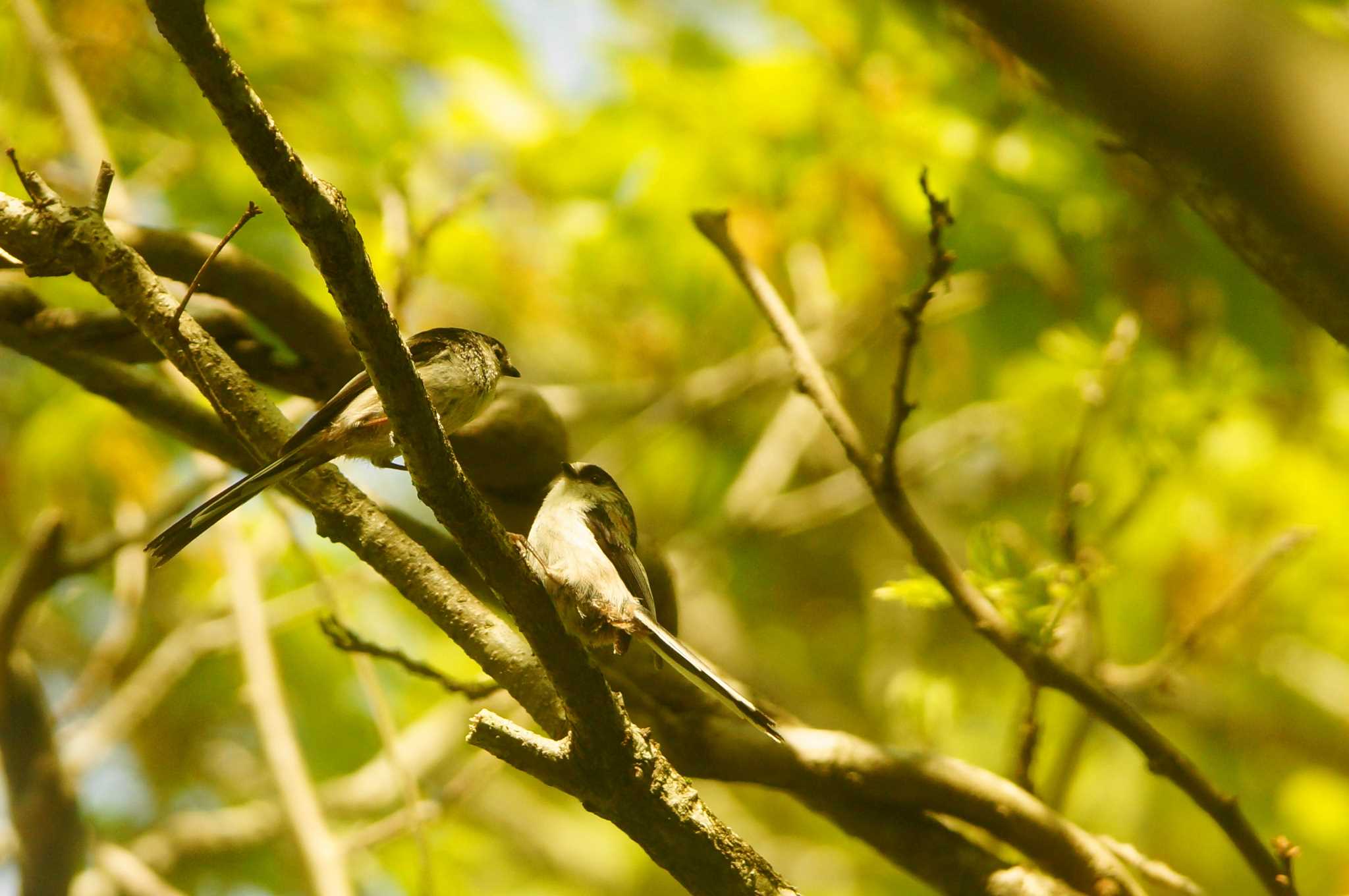 Photo of Long-tailed Tit at 東京都 by bea