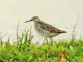 2020年5月17日(日) 舞鶴遊水地の野鳥観察記録