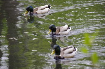 マガモ 百合が原公園 2020年5月16日(土)