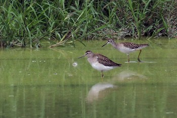 Wood Sandpiper Unknown Spots Fri, 9/9/2011