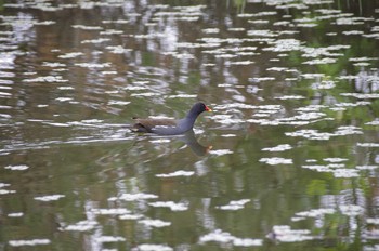 2020年5月17日(日) 百合が原公園の野鳥観察記録