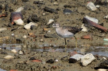 Wood Sandpiper Unknown Spots Sun, 10/18/2009