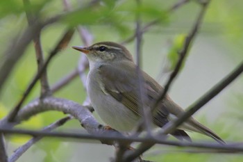 Kamchatka Leaf Warbler 大沼公園(北海道七飯町) Sun, 5/27/2018