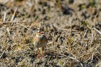 Eurasian Skylark 近所の畑 Sun, 5/17/2020