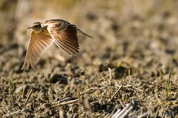 Eurasian Skylark 近所の畑 Sun, 5/17/2020