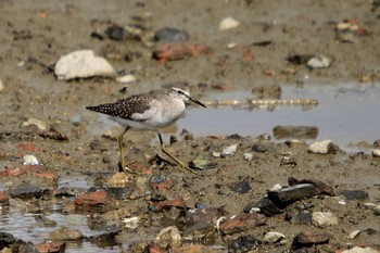 Wood Sandpiper Unknown Spots Sun, 10/18/2009