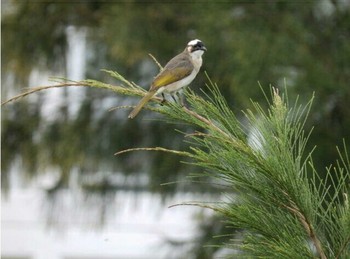 Light-vented Bulbul 沖縄本島 Wed, 4/12/2017