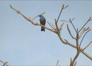 Blue Rock Thrush 美ら海水族館 Wed, 4/12/2017