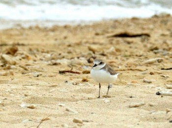 Kentish Plover 沖縄本島 Wed, 4/12/2017