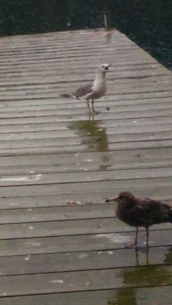 Black-tailed Gull 百楽荘 Fri, 8/26/2016