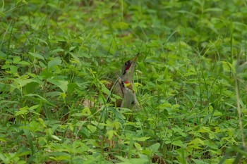 アオゲラ 座間谷戸山公園 2016年4月23日(土)