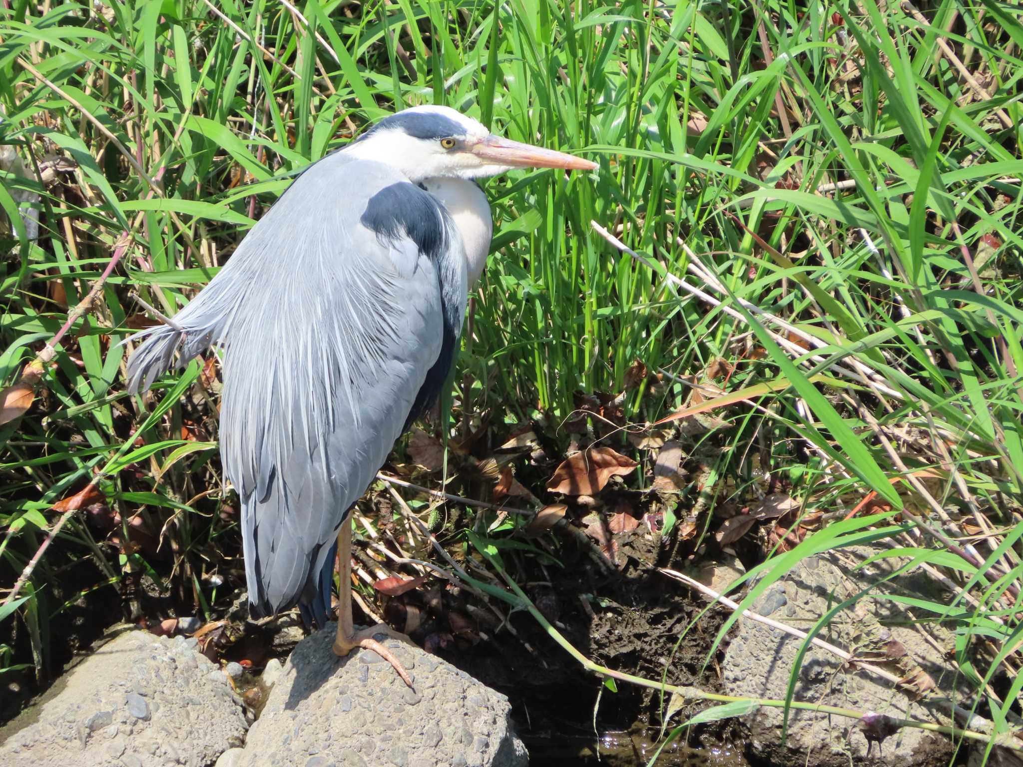 Grey Heron