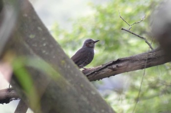 2020年5月17日(日) 鳥原貯水池の野鳥観察記録