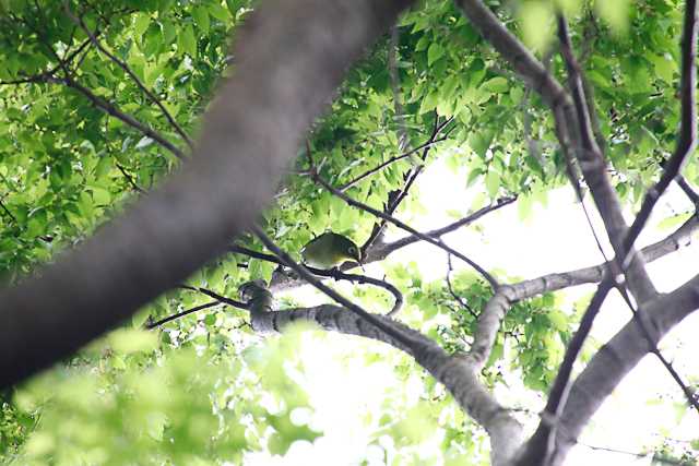 東京港野鳥公園 メジロの写真 by natoto